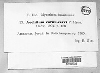 Aecidium cornu-cervi image